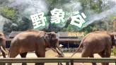野象谷最吸引人的，不只是大象还有原始雨林氛围
