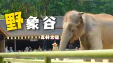 热带雨林、栈道和野象，把版纳氛围直接拉满