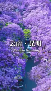 翠湖的红嘴鸥从我头顶飞过，滇池的浪拍打着海埂大坝，昆明把我治愈了
