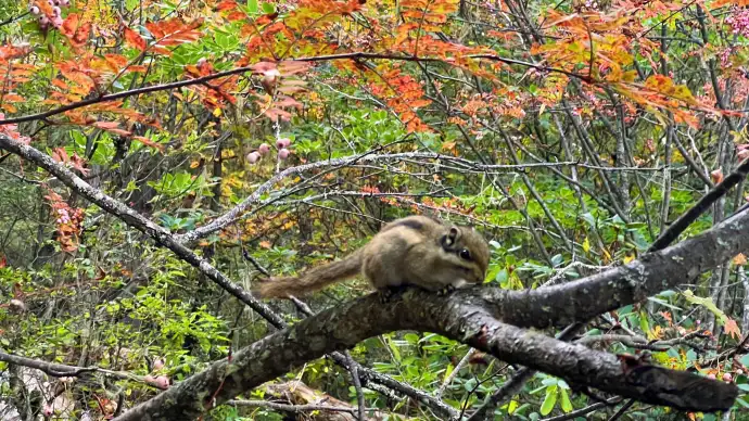 松鼠