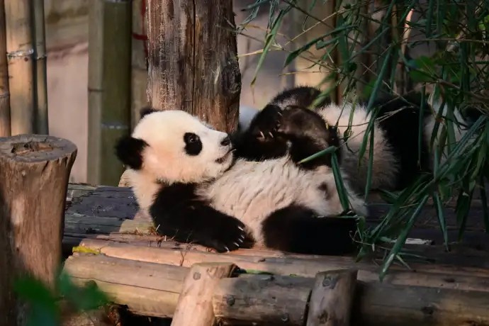 憨厚可爱的大熊猫