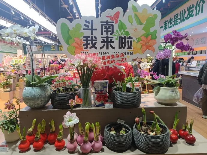 鲜花城市斗南