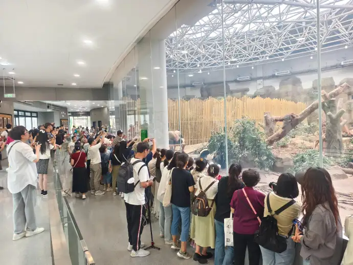 参观熊猫馆