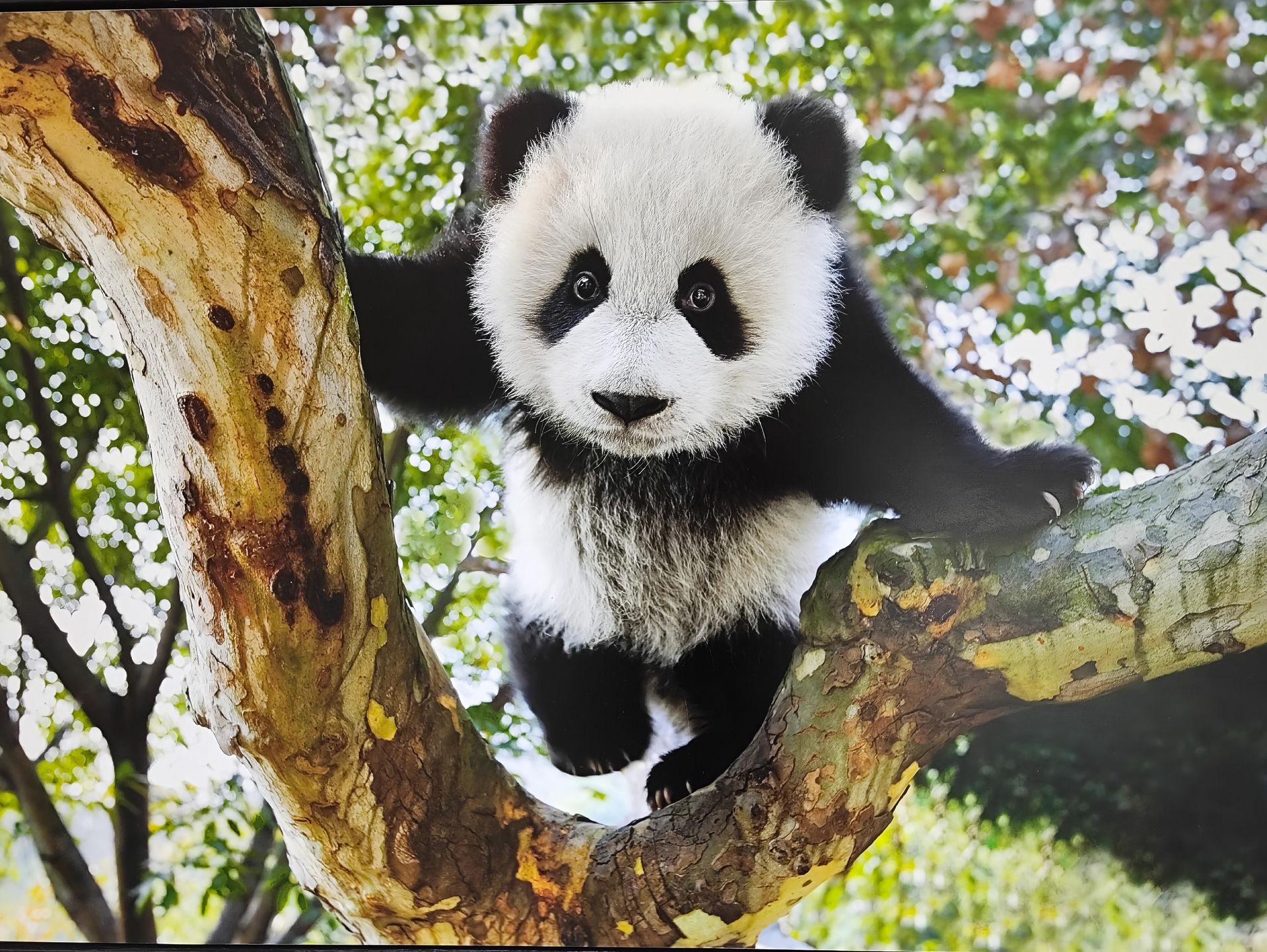 成都大熊猫基地旅游解析：游览时间、季节选择、什么适合去最舒服？ 