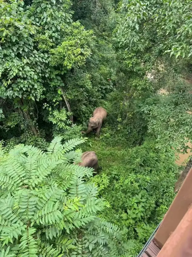 野象谷
