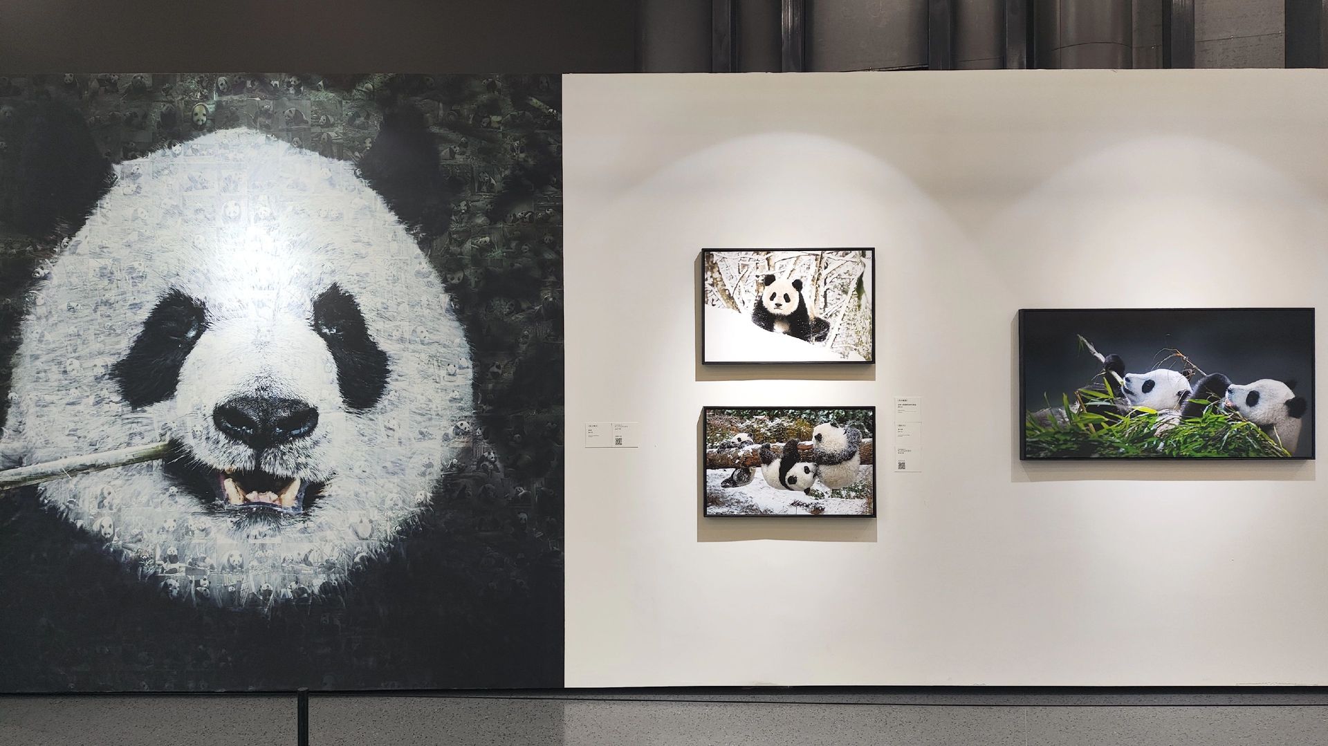 成都大熊猫基地门票攻略；怎么预约、几点抢、费用解析与外国游客入园证件详解