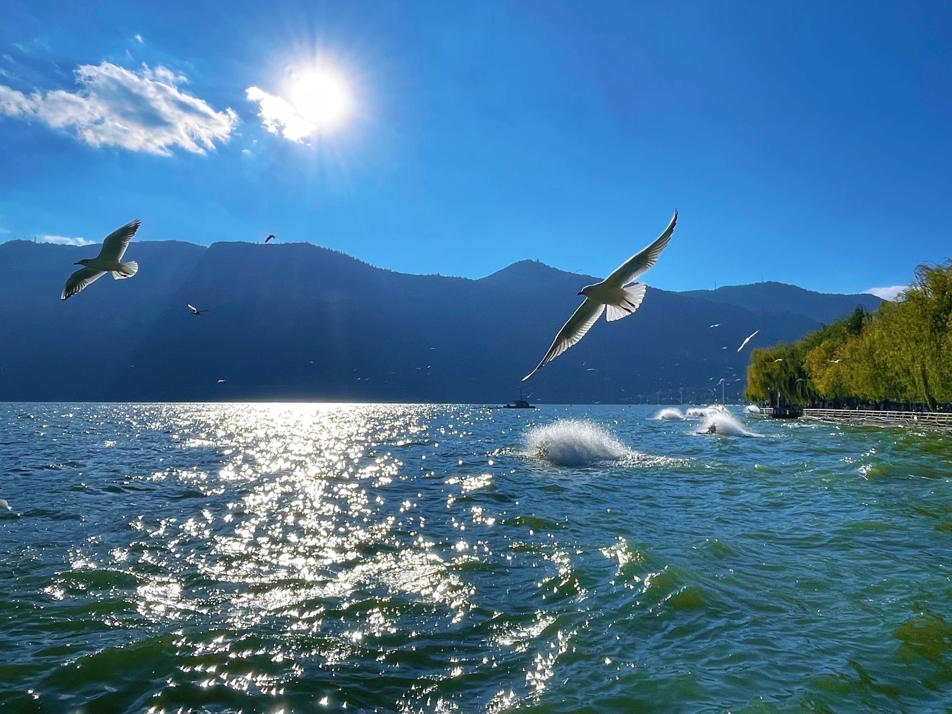 昆明红嘴鸥完全指南2026：11月候鸟奇迹迁徙，观鸥时间与喂鸥全解析