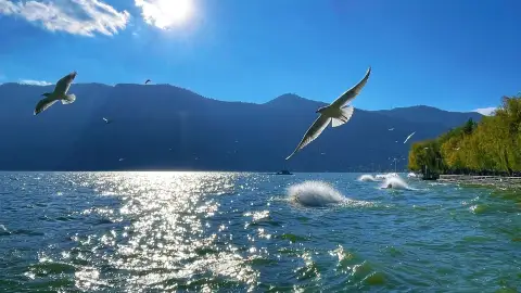 昆明红嘴鸥完全指南2026：11月候鸟奇迹迁徙，观鸥时间与喂鸥全解析 (66)