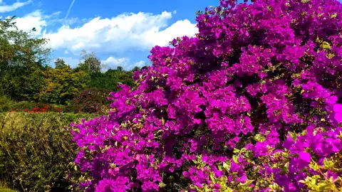 热带植物园哪些园区最值得看？王莲池、百花园与雨林区深度游玩指南 (83)