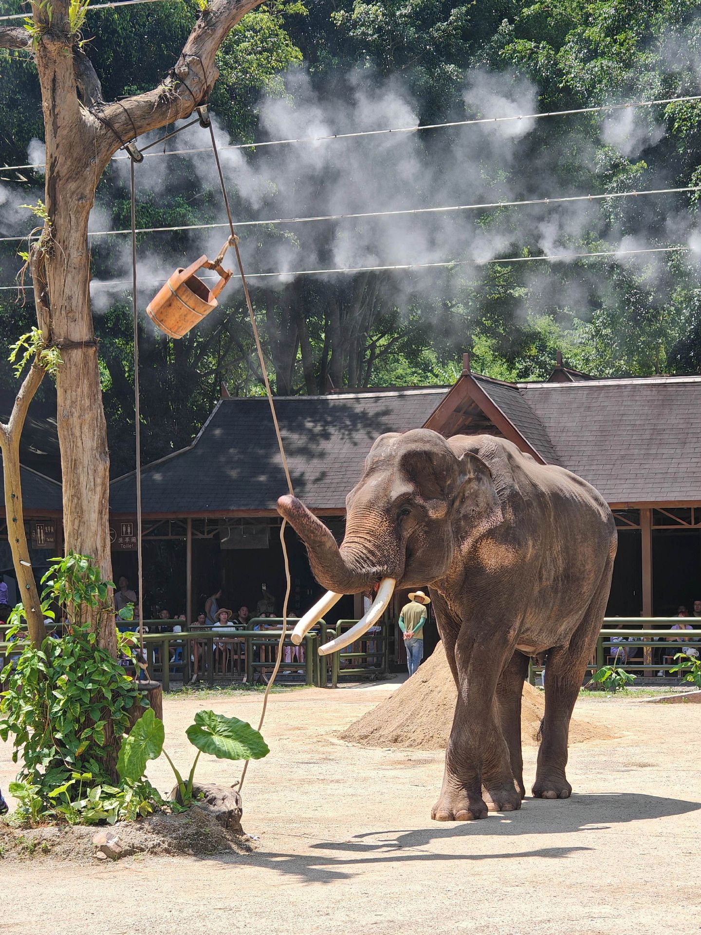 昆明野象谷大象演出指南2026：三场时间+鹦鹉秀+雨林牧象+亲子游体验全攻略