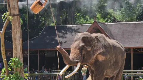 昆明野象谷大象演出指南2026：三场时间+鹦鹉秀+雨林牧象+亲子游体验全攻略 (72)