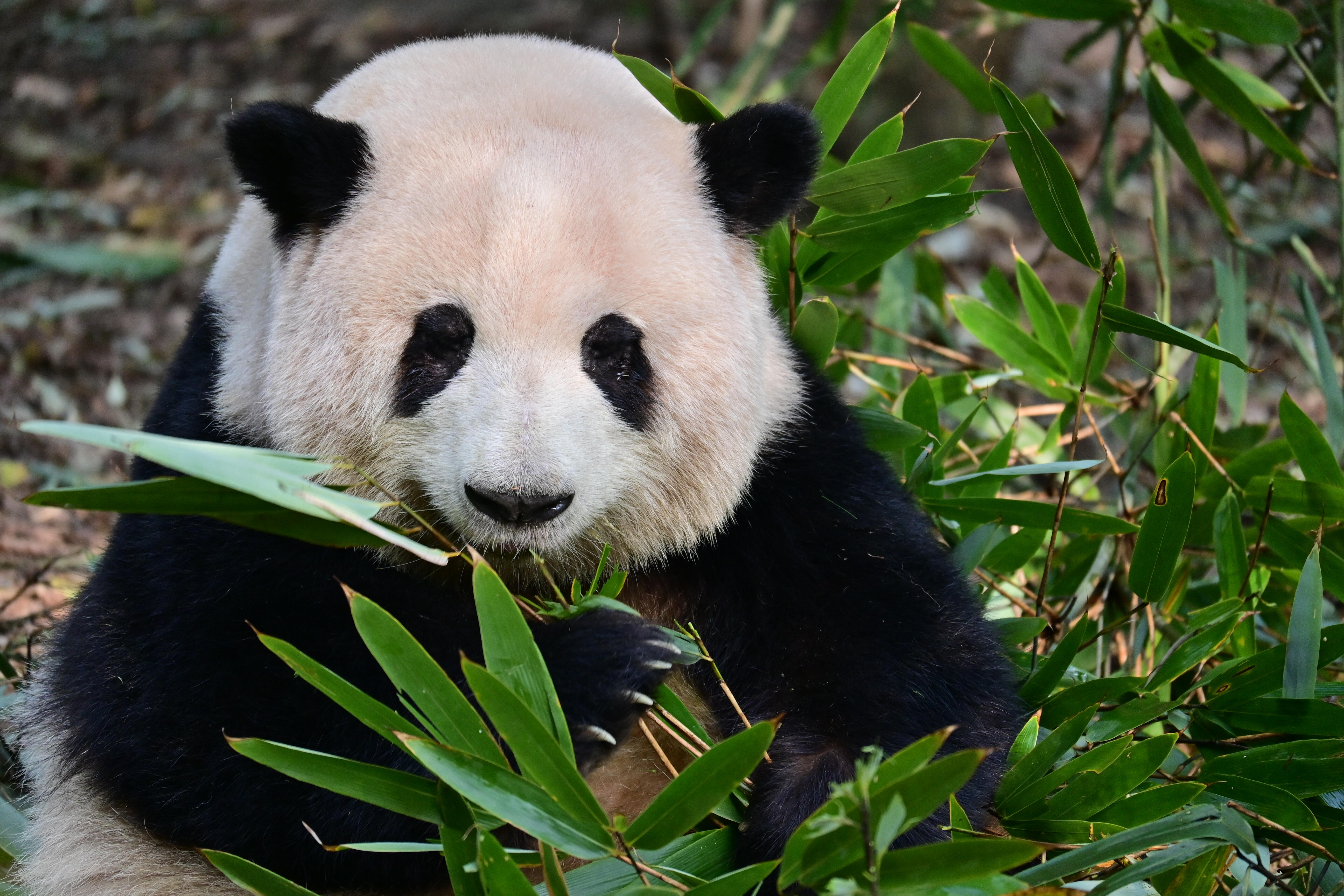 成都大熊猫基地旅游指南：门票、行程、观光车与讲解的游玩详细攻略