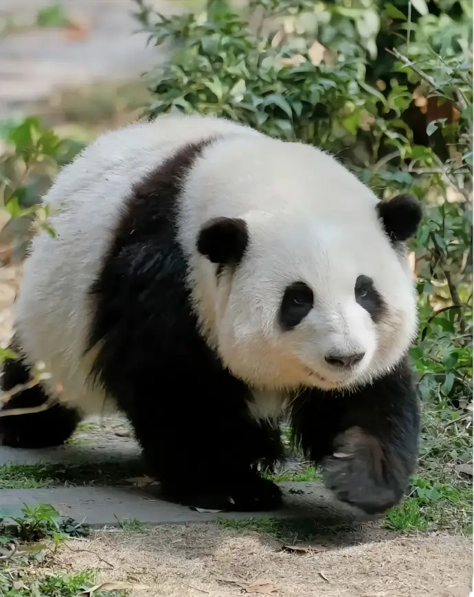 可爱的大熊猫