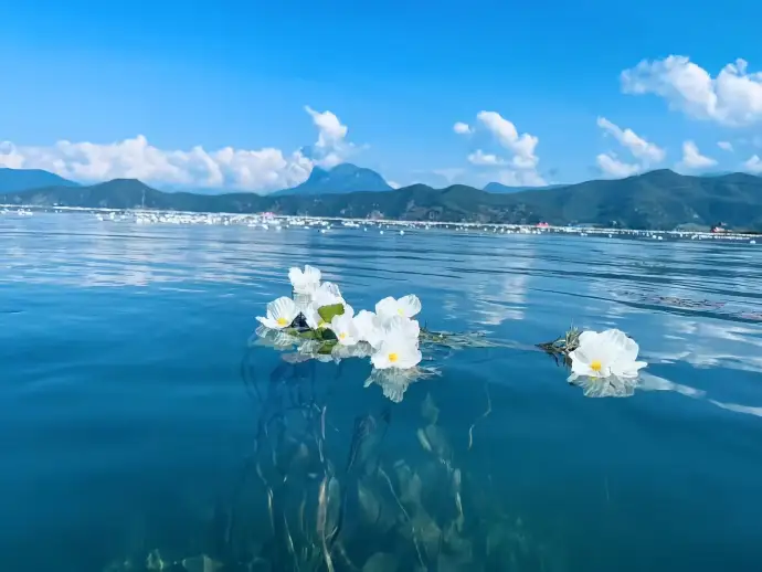 泸沽湖水性杨花