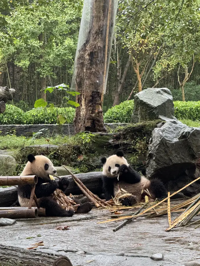 大熊猫繁育基地