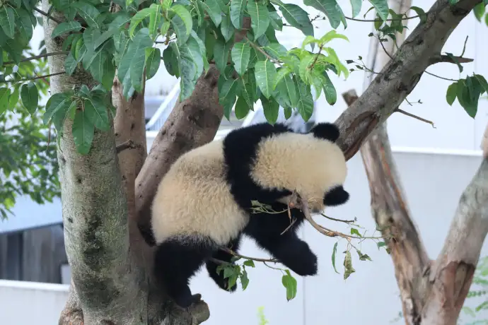 软萌自带可爱