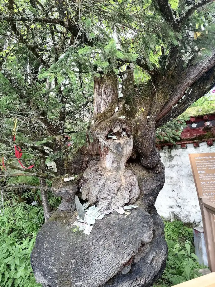湖心岛桃抱寺