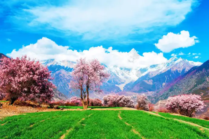 西藏林芝