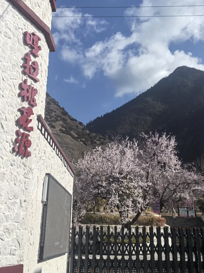 林芝桃花