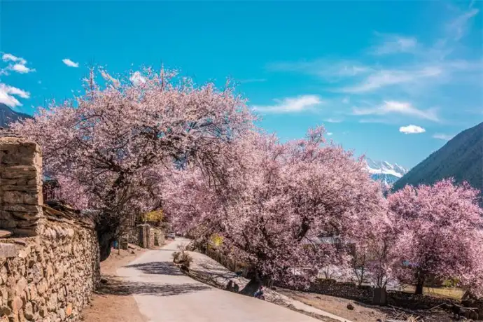 林芝桃花