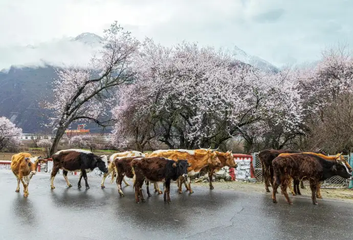 雅鲁藏布大峡谷