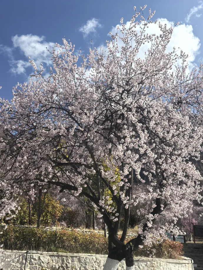 林芝桃花