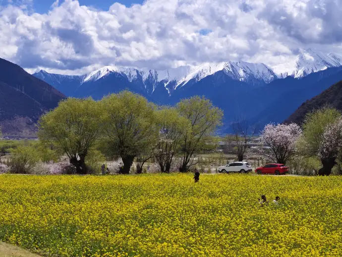 林芝桃花