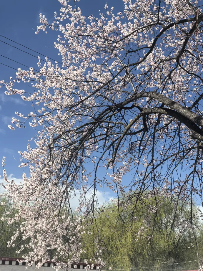 林芝桃花