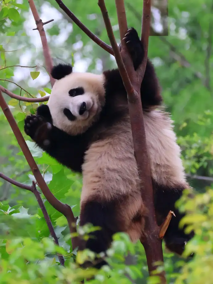 上午的熊猫