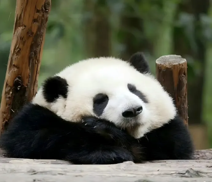 熊猫