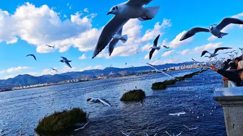 云南昆明滇池·海埂旅游费用解析2026：门票、交通、餐饮与三档预算参考 (63)