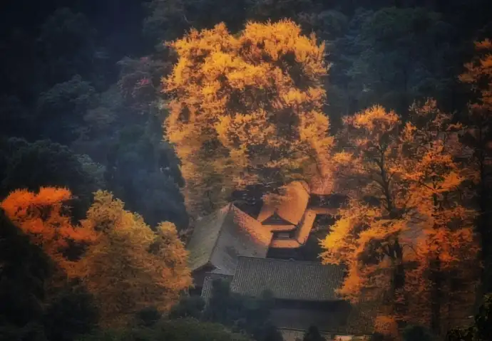 青城山银杏树