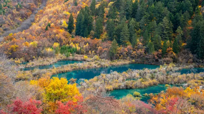 九寨沟彩叶林