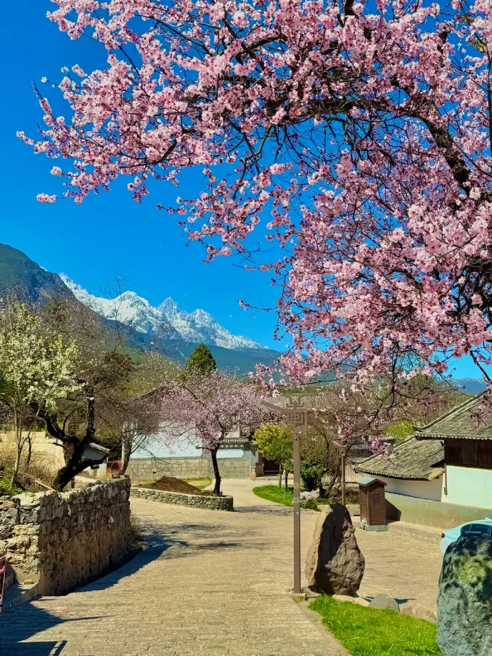 丽江春天风景