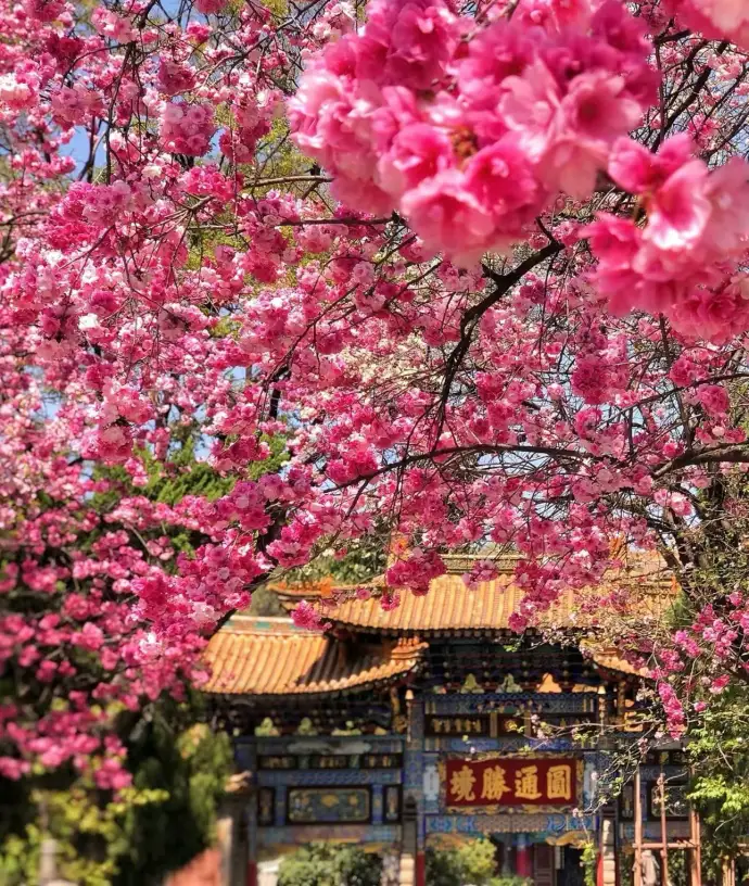 圆通山樱花季