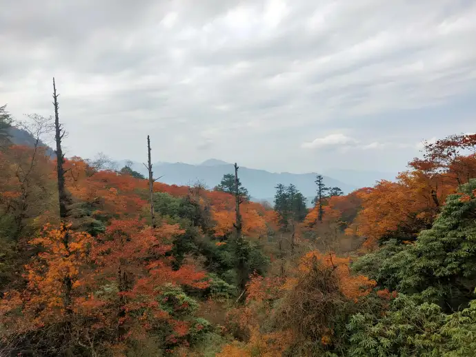 峨眉山彩林