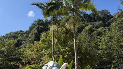 西双版纳野象谷最佳游览季节是什么时候？一天中看野象最佳时段全解析 (67)