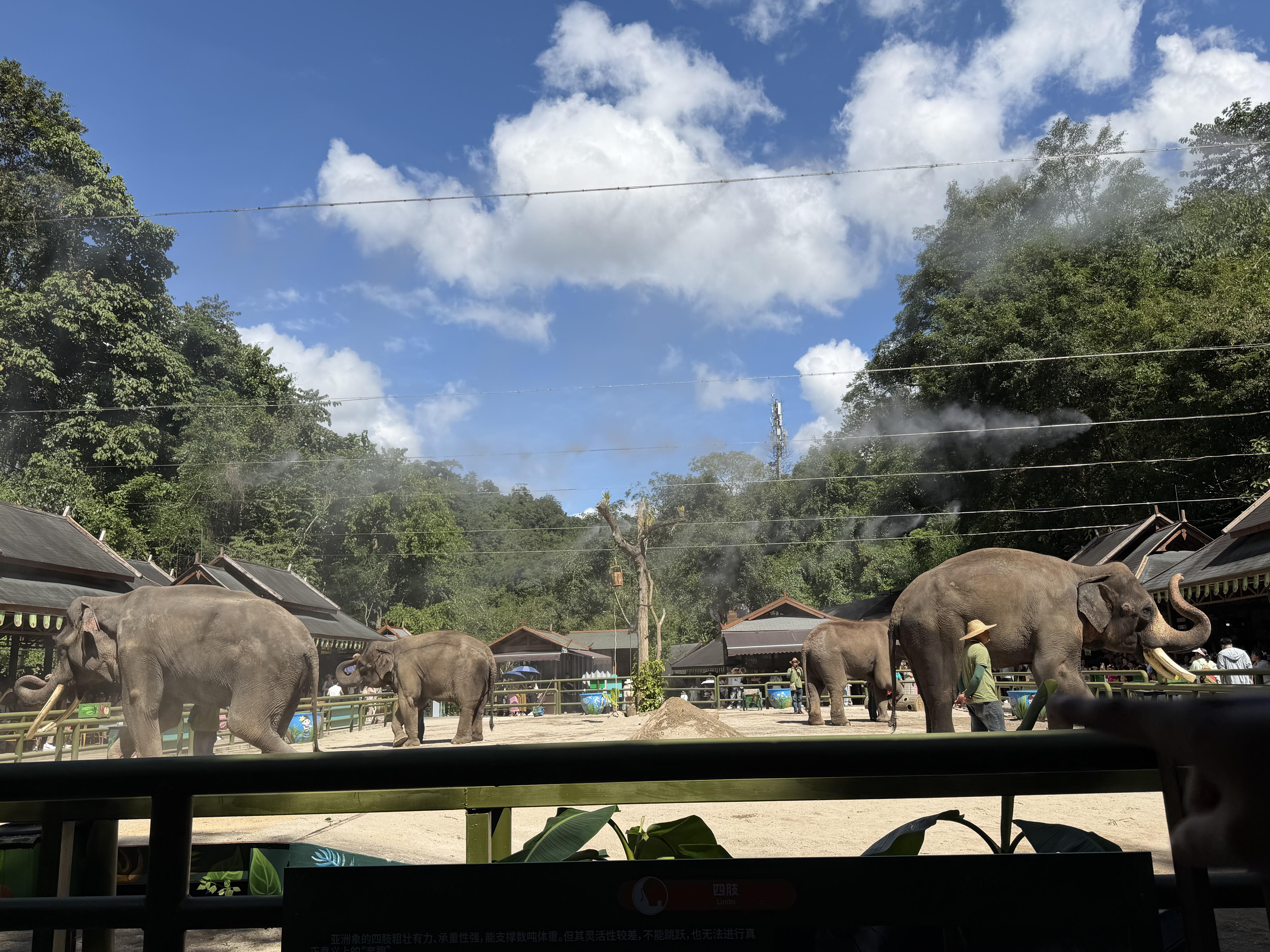 西双版纳野象谷旅游行程组合指南2026：市区景点、热带植物园与三天行程最佳方案     