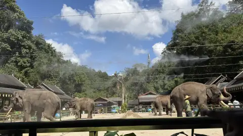 西双版纳野象谷旅游行程组合指南2026：市区景点、热带植物园与三天行程最佳方案      (65)
