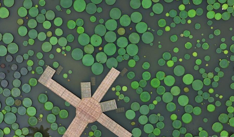 西双版纳热带植物园最佳游览季节2026：花期日历与全年旅行攻略       