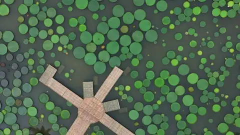 西双版纳热带植物园最佳游览季节2026：花期日历与全年旅行攻略        (80)