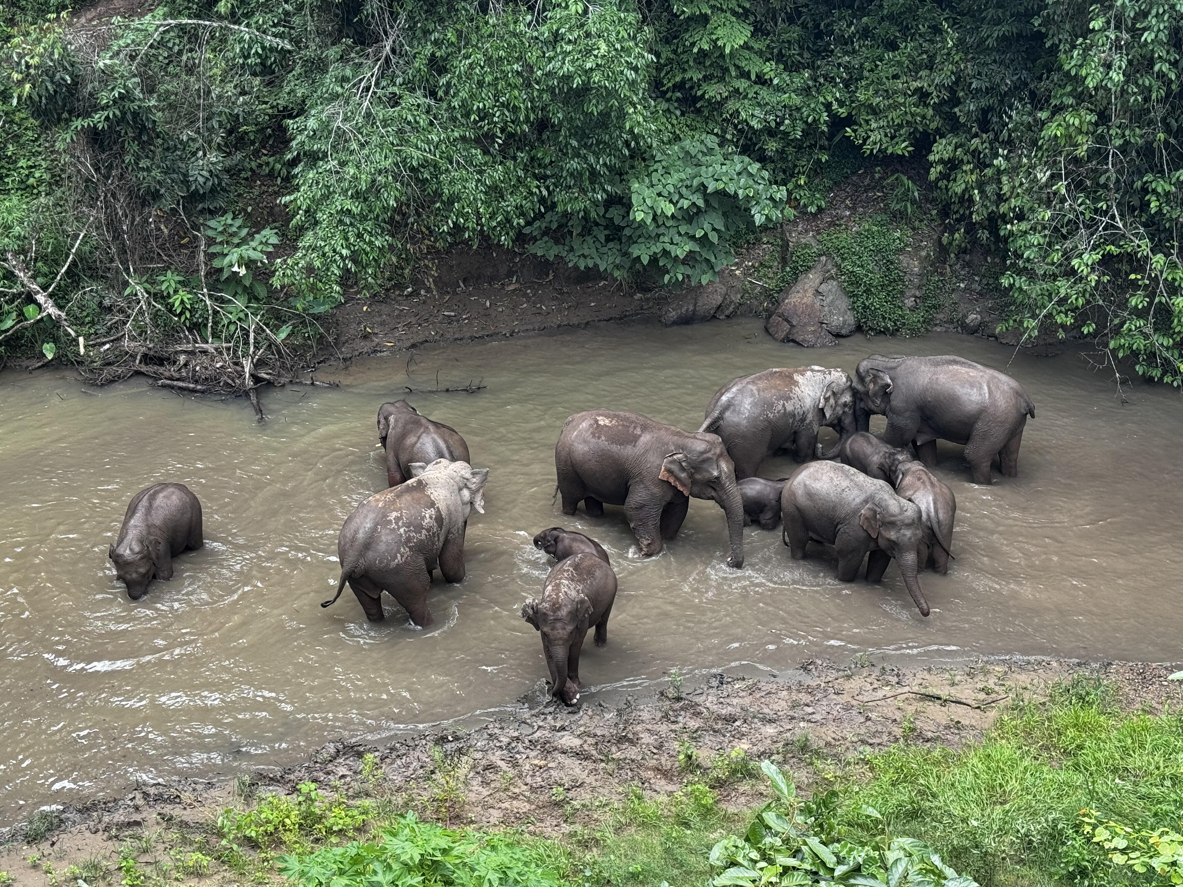 野象谷交通完整指南2026：怎么去？景洪出发包车/直通车/网约车/大巴费用、时间与返程攻略  