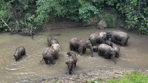 野象谷交通完整指南2026：怎么去？景洪出发包车/直通车/网约车/大巴费用、时间与返程攻略   (70)