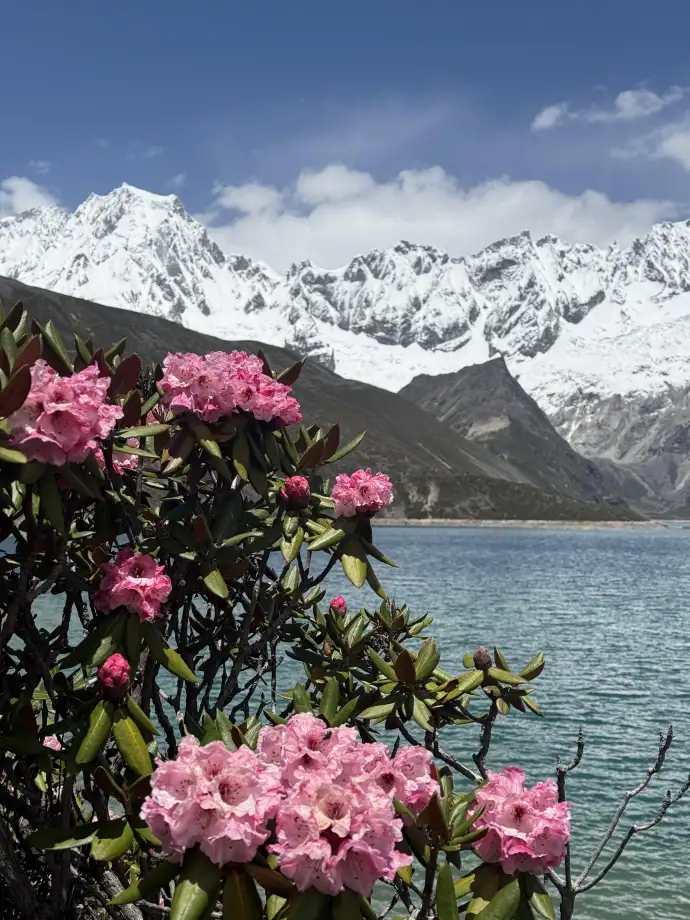雪山下的杜鹃花