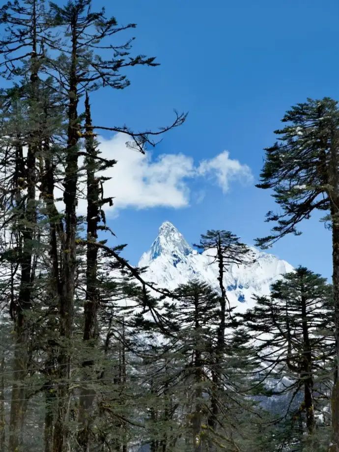 高原原始暗针叶林