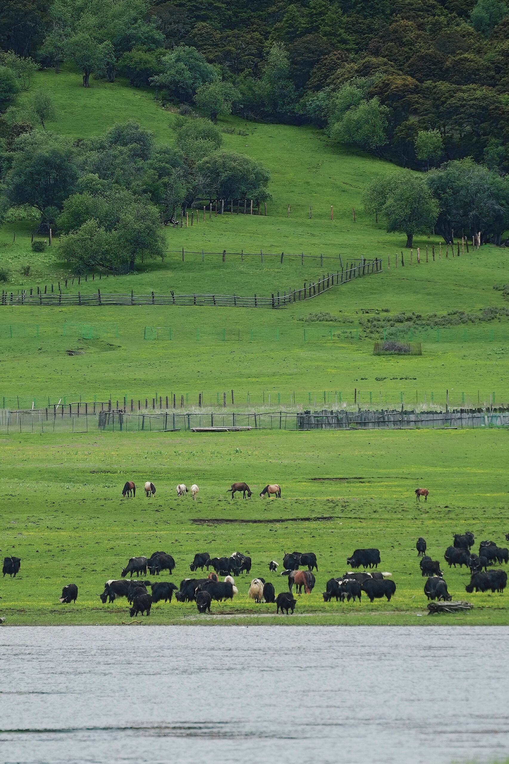 2026香格里拉普达措生态观察指南：松鼠、牦牛、黑颈鹤与高山植物全解析        