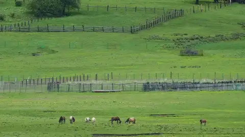 2026香格里拉普达措生态观察指南：松鼠、牦牛、黑颈鹤与高山植物全解析         (33)