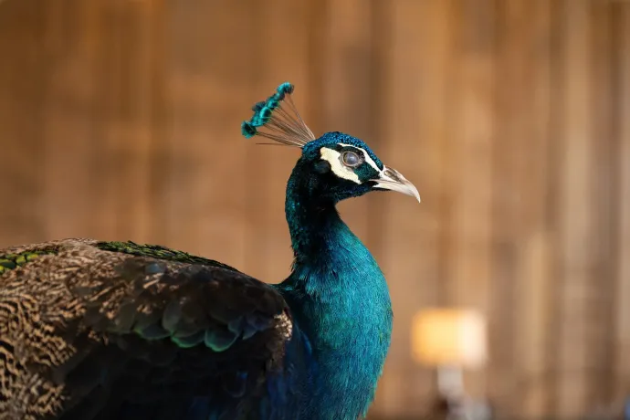 热带植物园孔雀