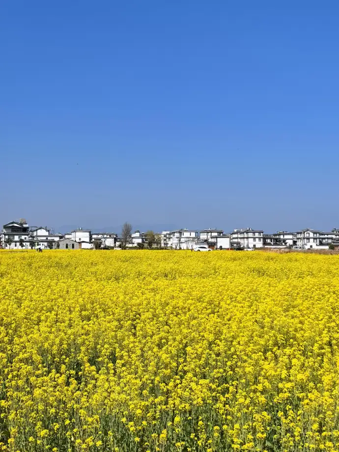 洱海油菜花