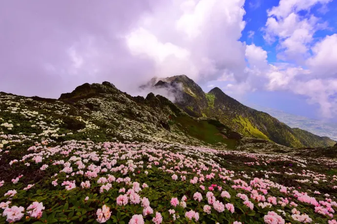 苍山杜鹃花